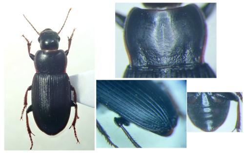 Harpalus attenuatus