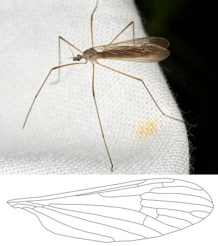 Dicranophragma sp.