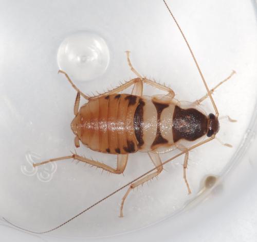 Réf. 325 161 : Supella longipalpa