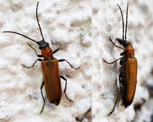 Anogcodes melanurus