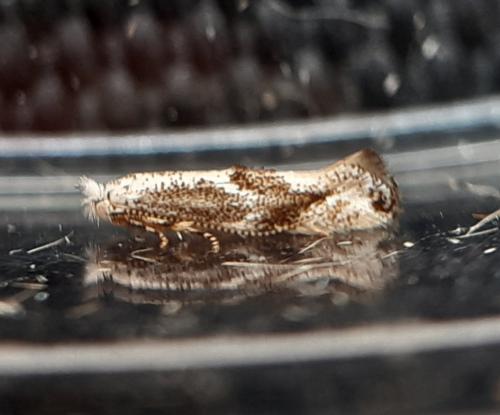 Réf. 325 073 : Bucculatrix alaternella
