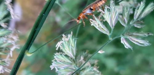 Réf. 325 995 : Cantharis livida