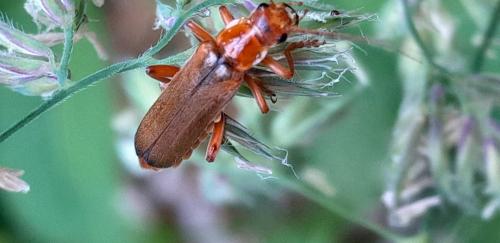 Réf. 325 994 : Cantharis livida
