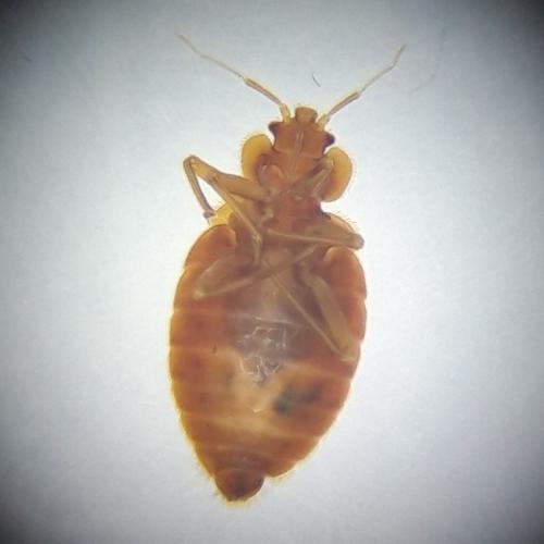 Cimex lectularius