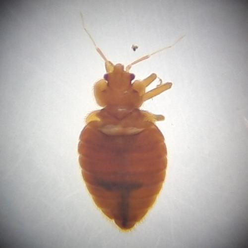 Cimex lectularius