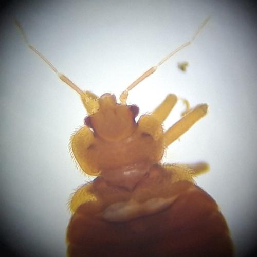 Cimex lectularius