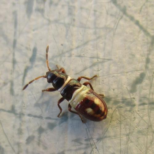 Réf. 325 471 : Heterogaster artemisiae