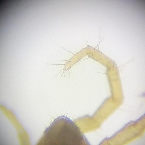 Réf. 325 424 : Geophilus flavus