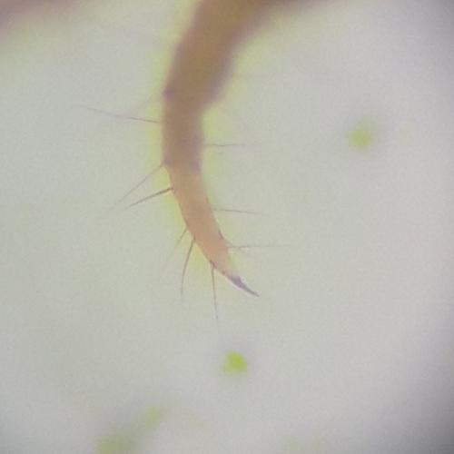 Pachymerium ferrugineum