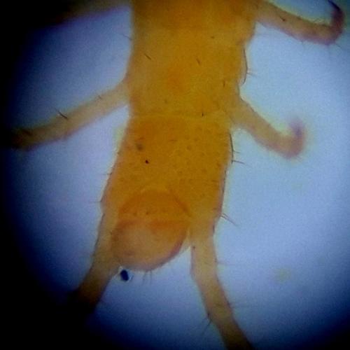 Réf. 325 430 : Pachymerium ferrugineum