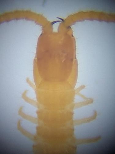 Pachymerium ferrugineum