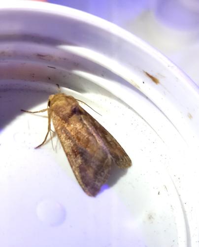 Réf. 325 869 : Lacanobia splendens