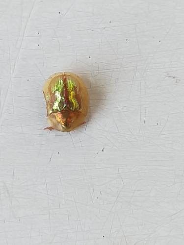 Réf. 325 509 : Cassida subreticulata