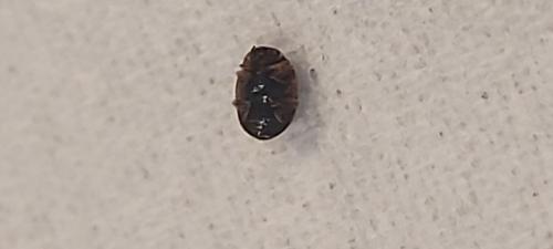 Scymnus sp.