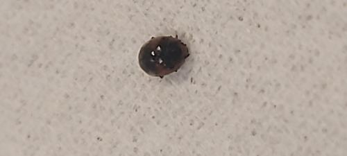 Scymnus sp.
