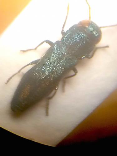 Réf. 325 722 : Agrilus curtulus