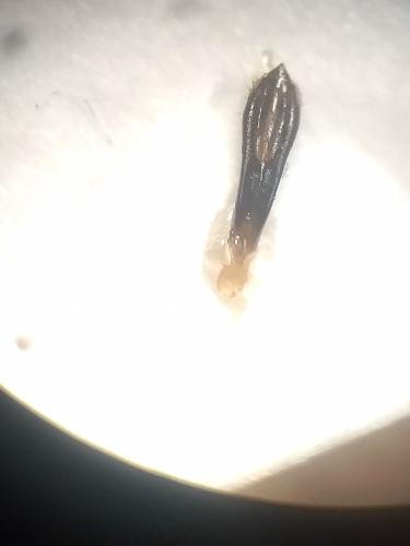 Réf. 325 723 : Agrilus curtulus
