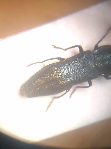 Réf. 325 724 : Agrilus curtulus