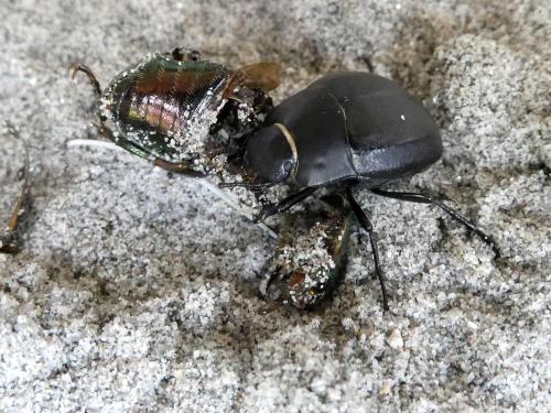 Réf. 325 745 : Erodius siculus dalmatinus