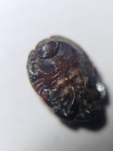 Réf. 325 112 : Odontoscelis fuliginosa