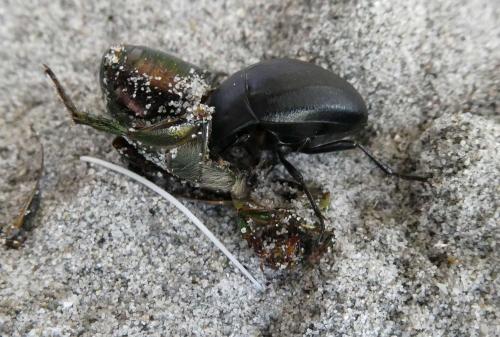 Réf. 325 746 : Erodius siculus dalmatinus
