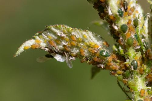 Aphis ruborum