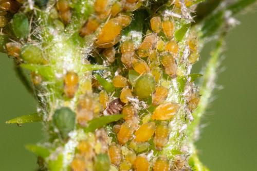 Aphis ruborum
