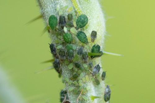 Aphis ruborum