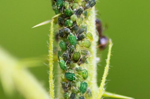 Aphis ruborum