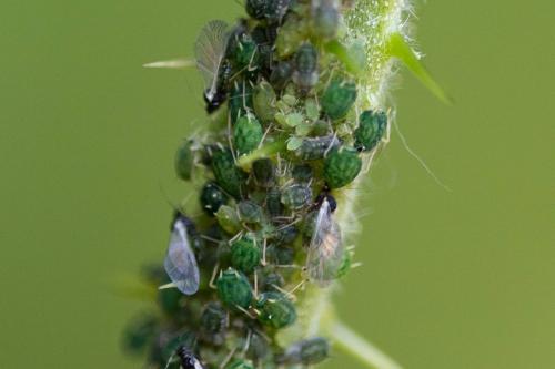 Aphis ruborum