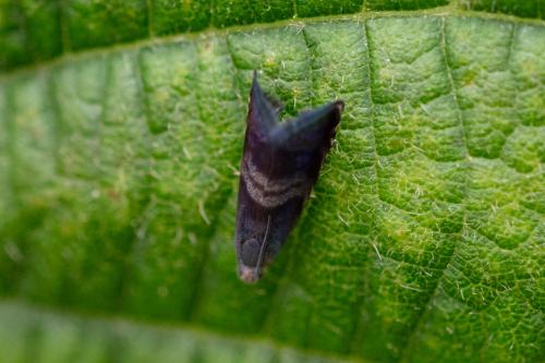 Réf. 325 031 : Strophedra nitidana