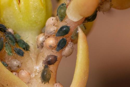 Réf. 325 076 : Aphis sedi