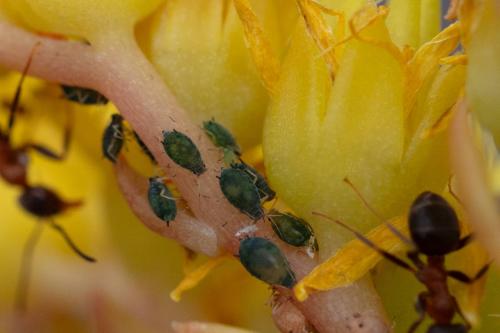 Aphis sedi