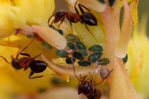 Réf. 325 078 : Aphis sedi