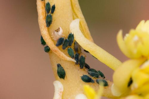 Réf. 325 077 : Aphis sedi
