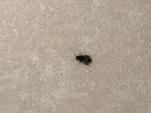 Réf. 325 661 : Loboptera decipiens