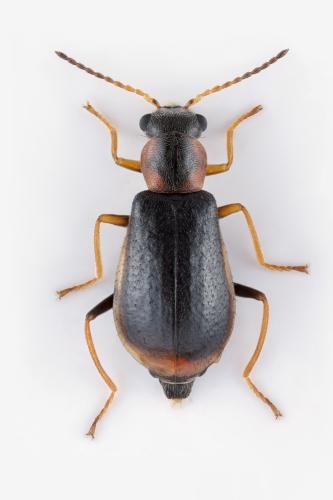 Attalus analis