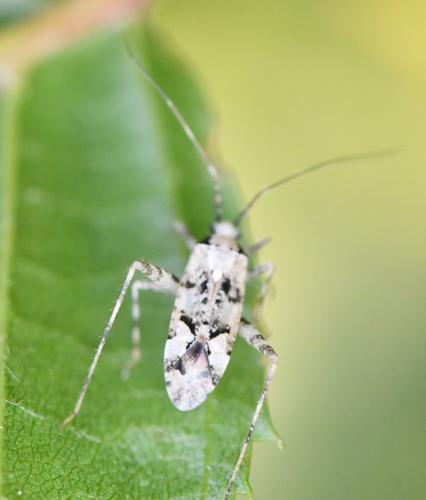 Phytocoris tiliae