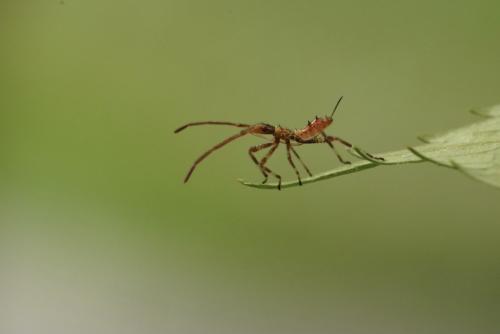 Leptoglossus occidentalis