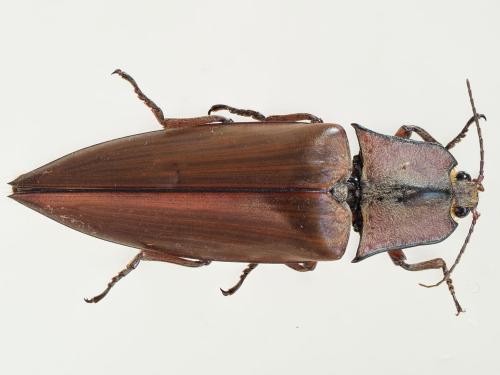 Campsosternus candezei