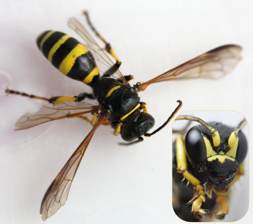 Réf. 325 220 : Gorytes planifrons