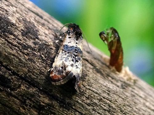 Hysterophora maculosana