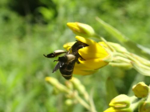 Macropis europaea