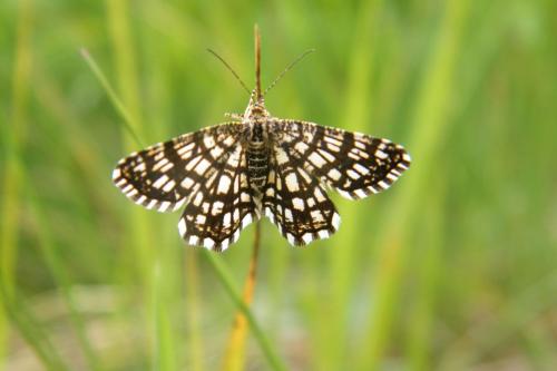 Chiasmia clathrata