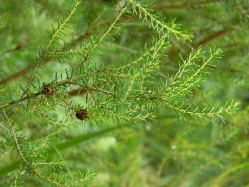 Cryptocephalus cynarae