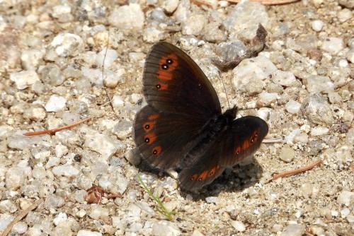 Erebia meolans