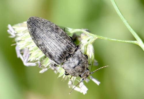 Réf. 325 589 : Agrypnus murinus