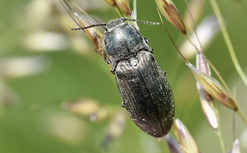 Selatosomus latus