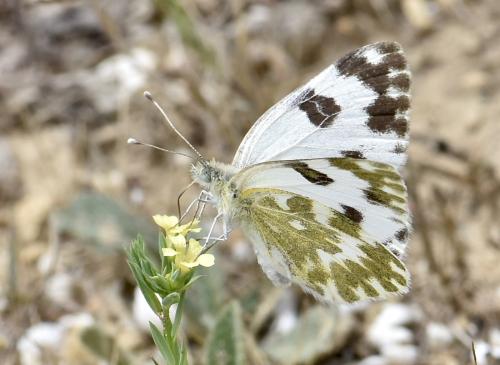 Réf. 325 172 : Pontia daplidice
