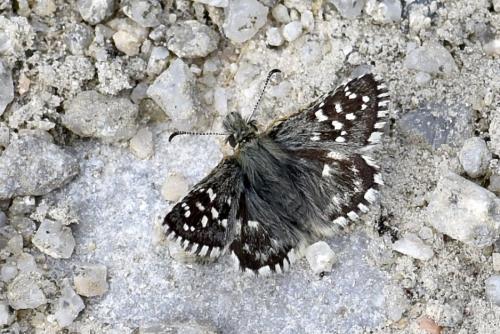 Réf. 325 020 : Pyrgus sp.